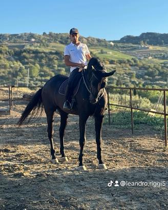 Cavallo