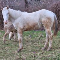 Puledra 1 anno appaloosa bollino oro