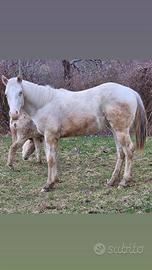 Puledra 1 anno appaloosa bollino oro
