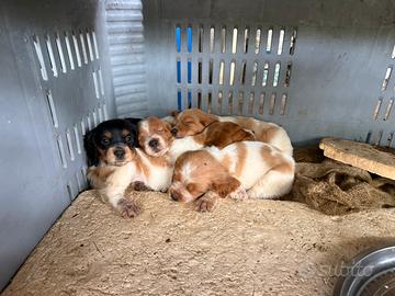 Cuccioli breton