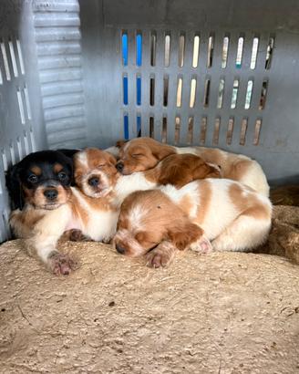 Cuccioli breton