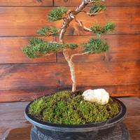 Bonsai di cipresso