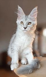 cuccioli Maine Coon con pedigree 