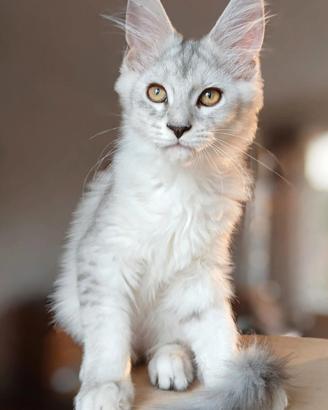 cuccioli Maine Coon con pedigree 