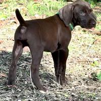 Cuccioli Kurzhaar (bracco tedesco) da TARTUFO