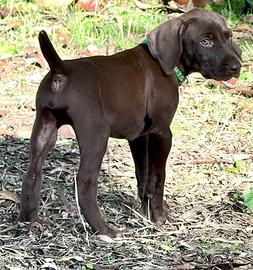 Cuccioli Kurzhaar (bracco tedesco) da TARTUFO