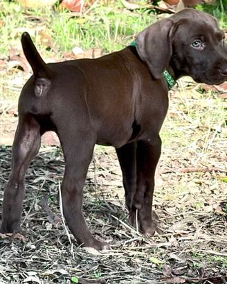 Cuccioli Kurzhaar (bracco tedesco) da TARTUFO