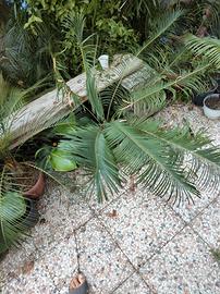 cycas panzhihuaensis-ibrido. 