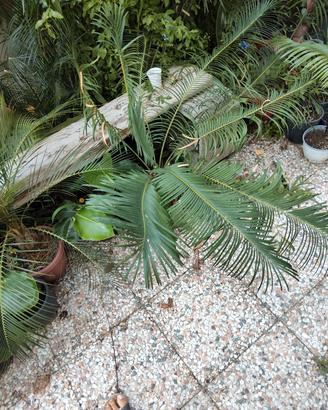 cycas panzhihuaensis-ibrido. 