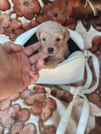 Barboncino toy
