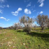 Terreno agricolo a Sanarica 1 locali