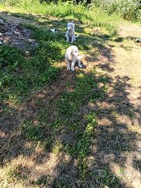 Cuccioli pastore maremmano abruzzese