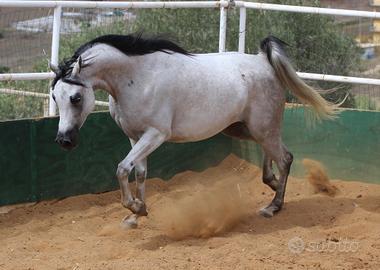 Cavalla purosangue araba