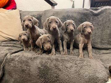 Weimaraner cuccioli