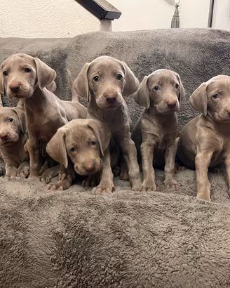 Weimaraner cuccioli