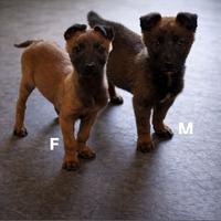 Cuccioli di pastore belga Malinois