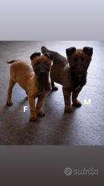 Cuccioli di pastore belga Malinois