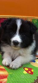 Border collie