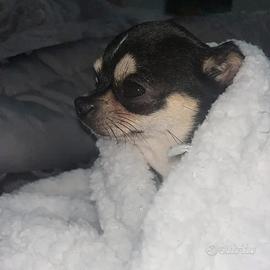 Chihuahua toy per monta
