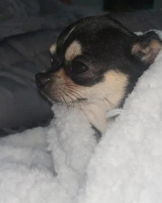 Chihuahua toy per monta