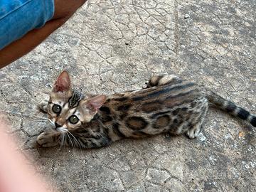 Gattina bengala