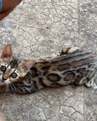 Gattina bengala
