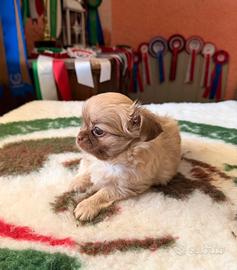 Cucciolo Chihuahua con Pedigree