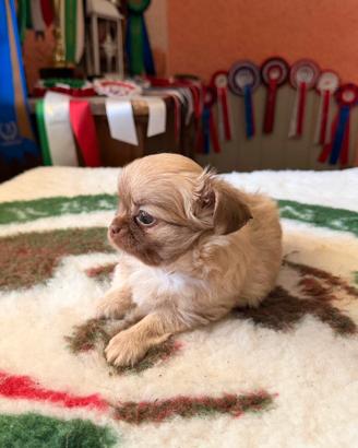 Cucciolo Chihuahua con Pedigree