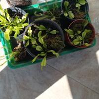 piante acchiappa mosche  Dionea pianta carnivora