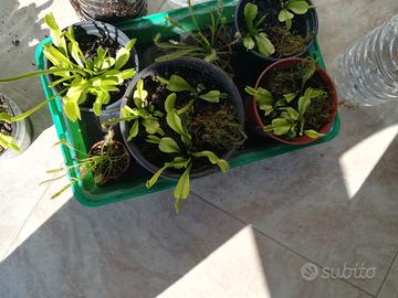 piante acchiappa mosche  Dionea pianta carnivora