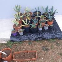 piante agave