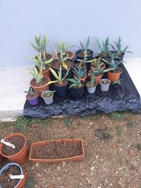 piante agave