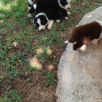 Border collie