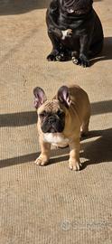 Bulldog Francese ENCI, linee di Campioni - femmina