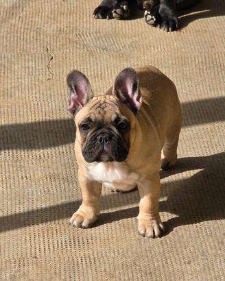 Bulldog Francese ENCI, linee di Campioni - femmina