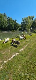 Splendide Caprette Tibetane -