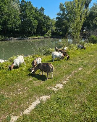 Splendide Caprette Tibetane -