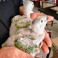 Pappagallo amazzone fronte gialla pulli