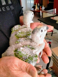 Pappagallo amazzone fronte gialla pulli