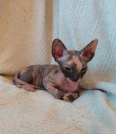 Gattina don sphynx gomma