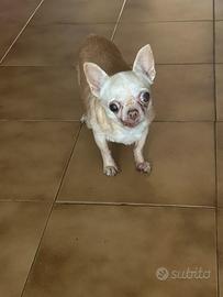 Cane chihuahua