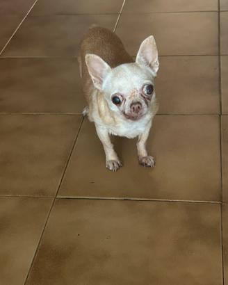 Cane chihuahua