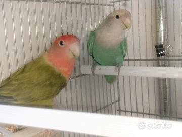 Piccoli di Inseparabili da Allevare a mano