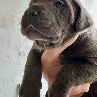 Cucciole femmine cane corso