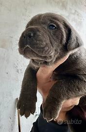 Cucciole femmine cane corso
