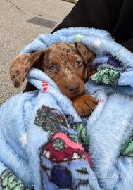 Bassotti kaninchen nano promo