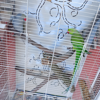 Parrocchetti dal collare