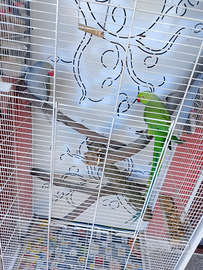 Parrocchetti dal collare