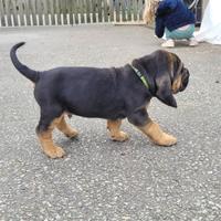 Bloodhound cuccioli