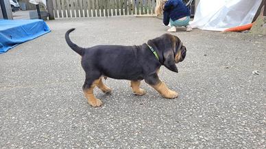 Bloodhound cuccioli
